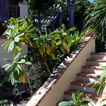 plumeria