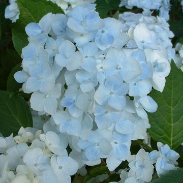 Hydrangea Festival Contest