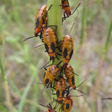 Asclepias verticillata