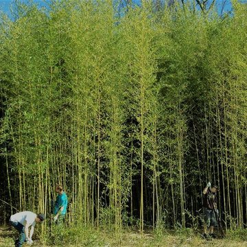Cape May Bamboo Capabilities