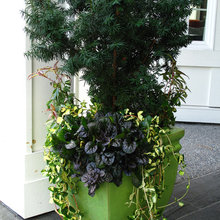 Danette Boehm's Ideas