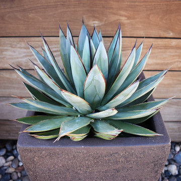 Encinitas Sacred Geometry Patio