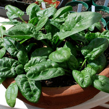 HERB GARDEN IN POTS