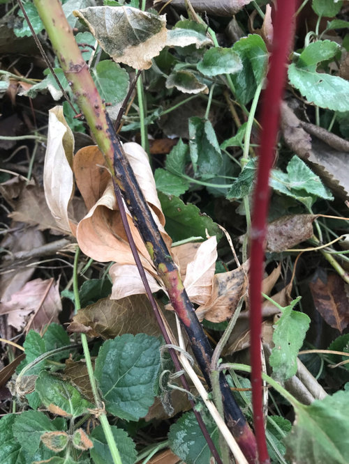 help with this red twig dogwood? Transplant and cut back? | Houzz Forum