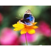 Joan Vella's photo