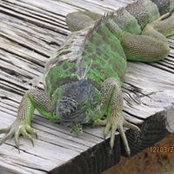 Foto von Nancy Watson