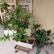 Aliya Shaikh's photo