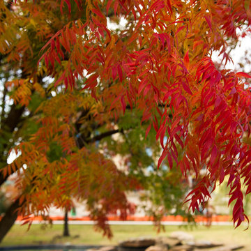 Chinese Pistachio Tree in Fall