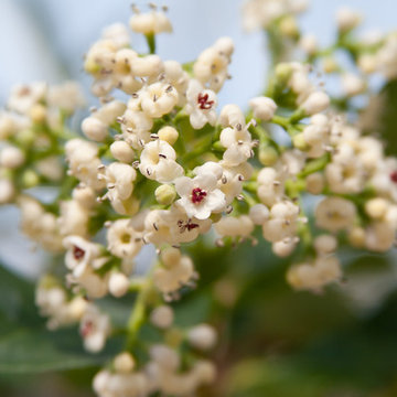 Handsome Devil™ Viburnum