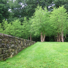 Trees for NE backyard fence