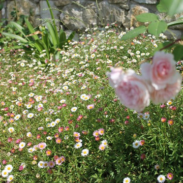 Abbinamento Rose ed Erigeron