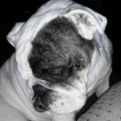 Dozer English-Bulldog's photo