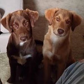 Lori Hallam-Earley's photo