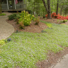 Lawn Alternative