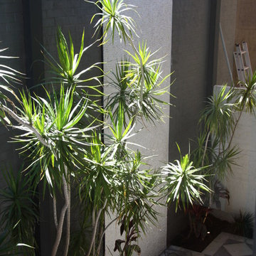 North Freo
