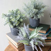 Set of Three Fern Succulents with Round Grey Pots