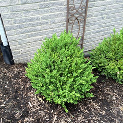 Bushes and Shrubs - Products