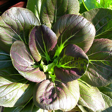 Vegetable variety | Artistry Landscaping Design