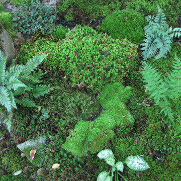 Zen Moss Garden