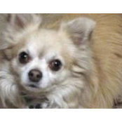Frances Schaible Lesher's photo