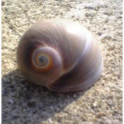 S Ｓs foto