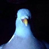 Amanda Elice's photo