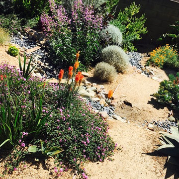 Soft Desert Gardens