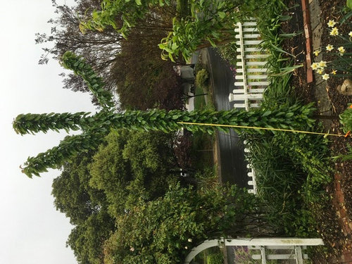 Royal Crimson Cherry Not Branching