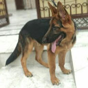 pooja's photo