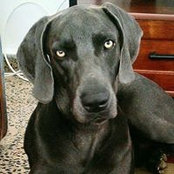 Braco N Weimaraner's photo