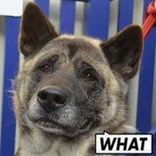 Chiba Barkitects billede
