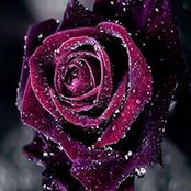 Debbie Bott's photo