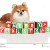 Perritos Juarez's photo