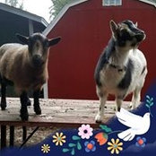 Donna Szpak's photo