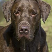 Clyde Lydons billede