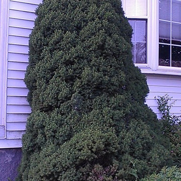 Plants that I like