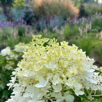 Hydrangea paniculata 'Phantom'