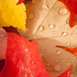 Douglas Page Photographic Arts - Autumn Leaves in Rain, Aluminum - Prints And Posters
