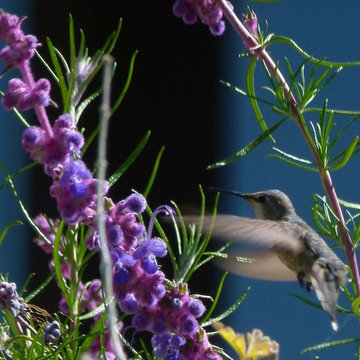 Trichostema lanatum