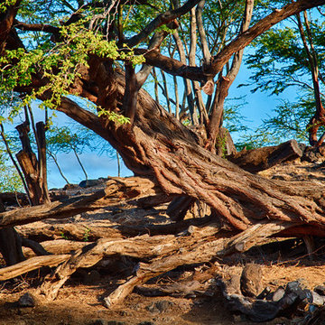 Hawaii - Twisting Trees - Omaste Witkowski