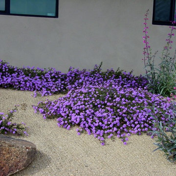 Drought Tolerant Plants