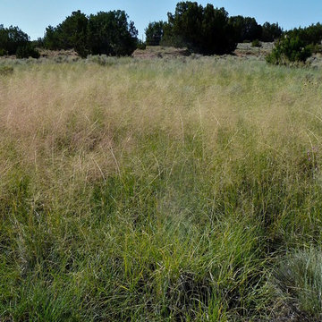 Alkali sacaton / Sporobolus airoides