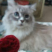 Janice Urffer's photo
