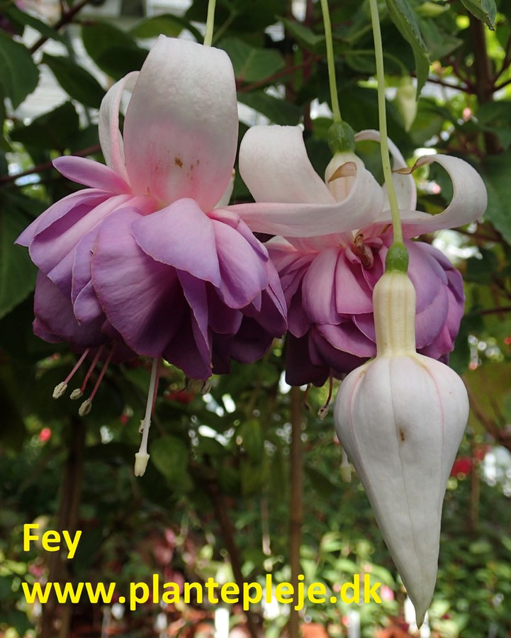 Fuchsia liste 2020 (her ses fotos af en mindre del af de fuchsia vi producere)