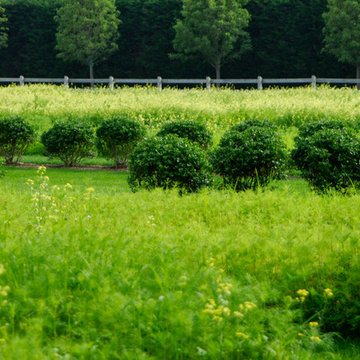 Plantings