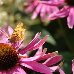 Mittelgroßer Eklektischer Garten im Sommer, hinter dem Haus mit direkter Sonneneinstrahlung in Sussex