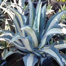 Gallery - Outdoor Pots And Planters