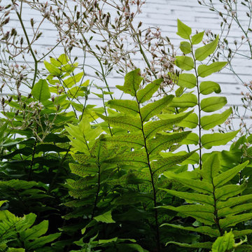 Secluded shady courtyard - Epsom
