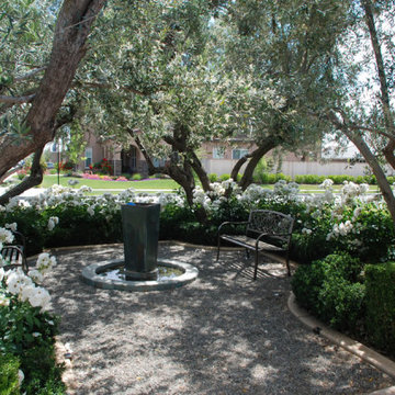 Olive Trees