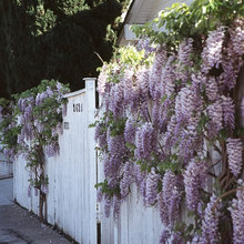 Wisteria